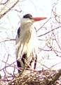 heron 1