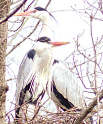 heron