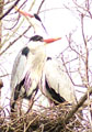 heron 2