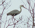 heron 2