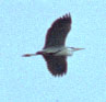 heron 2